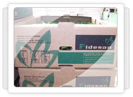 Lahana Fidesi